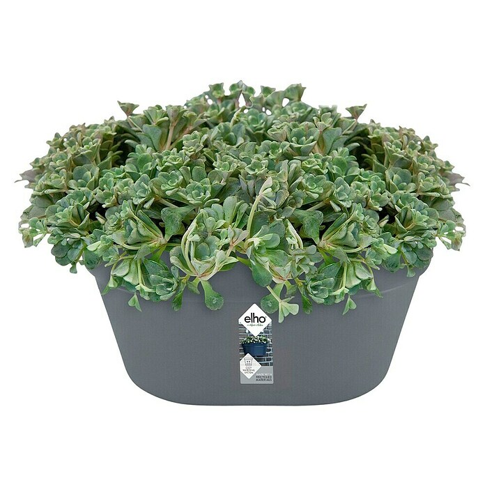 Elho Loft Urban Wandplantenbak (l x b x h: 39 x 19,8 x 18,8 cm, Kunststof, Antraciet) | BAUHAUS