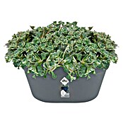 Elho Loft Urban Wandplantenbak (l x b x h: 39 x 19,8 x 18,8 cm, Kunststof, Antraciet) | BAUHAUS