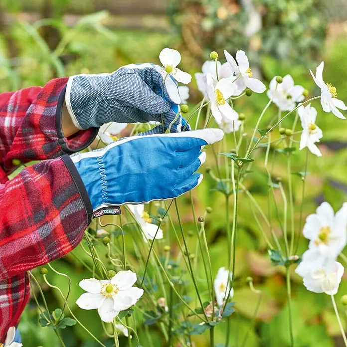 Gardol Gartenhandschuhe Pflege - 8, Blau - Hände in Gartenhandschuhen schneiden weiße Anemonenblüten, die blühen. Perfekt für Gartenarbeiten und zum Schutz der Hände.