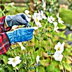 Gardol Gartenhandschuhe Pflege  (Konfektionsgröße: 7, Blau)
