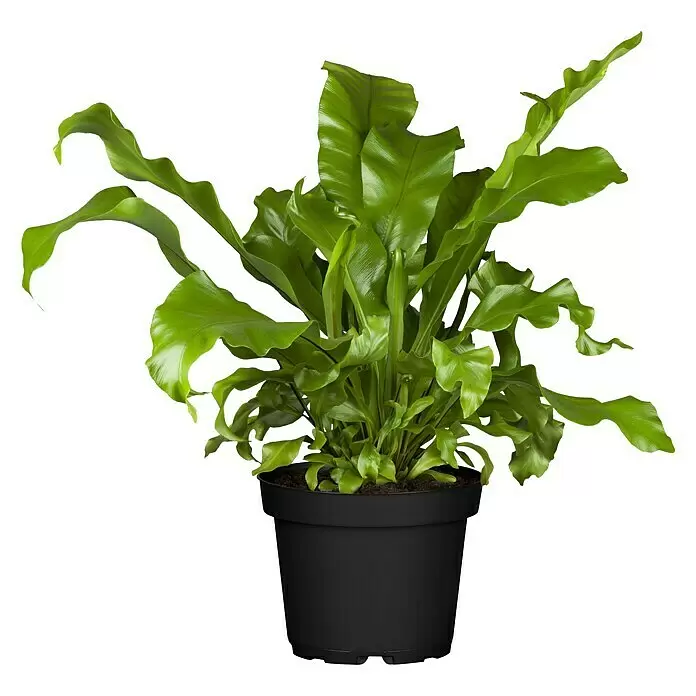 Piardino NestfarnAsplenium, Topfgröße: 17 cm, Grün