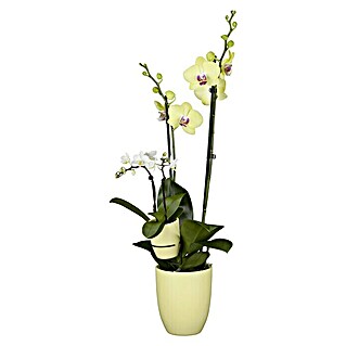 Piardino Orquídea mariposa (Phalaenopsis hyb., Tamaño de maceta: 10 cm, Amarillo, En posición vertical)