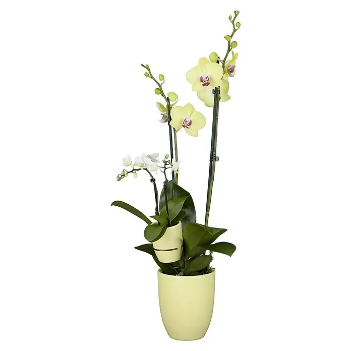 Piardino Schmetterlingsorchidee Mutter mit Kind - Phalaenopsis x Hybride, Topfgröße: 12 cm, Gelb, Anzahl Triebe: 2 Stk., Aufrecht - Elegante Orchideen-Arrangement in einem zarten gelben Topf. Die gelben und weißen Blüten bringen einen Hauch von Frühling in jeden Raum.