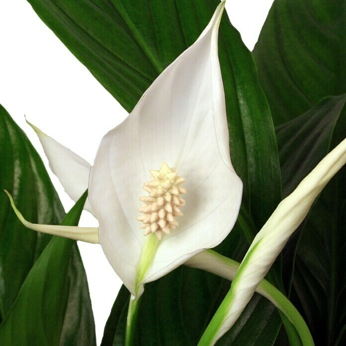 Piardino Blattfahne (Spathiphyllum floribundum)