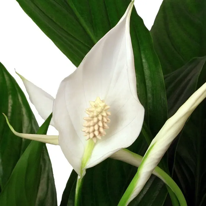 Piardino Einblatt - Spathiphyllum floribundum, Topfgröße: 24 cm - Nahaufnahme einer eleganten, weißen Friedenslilie mit grünen Blättern, die die Schönheit und Ruhe dieser Zimmerpflanze hervorhebt.