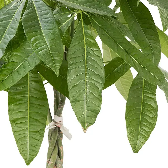 Piardino Glückskastanie - Pachira aquatica, Topfgröße: 21 cm - Nahaufnahme einer Pachira Aquatica, auch bekannt als Glückskastanie, mit üppigen grünen Blättern und geflochtenem Stamm.