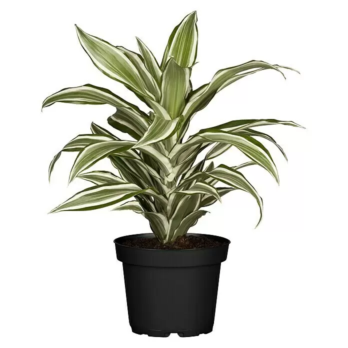 Piardino DrachenbaumDracaena fragrans White Juwel, Topfgröße: 17 cm, Grün/Weiß