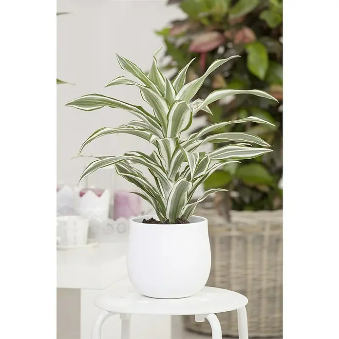 Piardino DrachenbaumDracaena fragrans White Juwel, Topfgröße: 17 cm, Grün/Weiß - Nahaufnahme einer Zimmerpflanze der Gattung Dracaena mit grünen und weißen Blättern in einem weißen Topf auf einem weißen Tisch.
