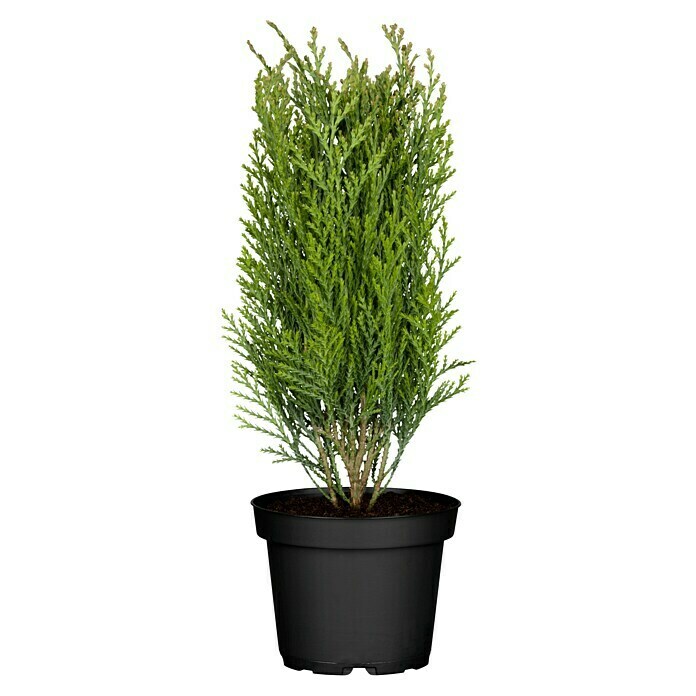 Thuja occidentalis Danica 17 15 bis 20 c