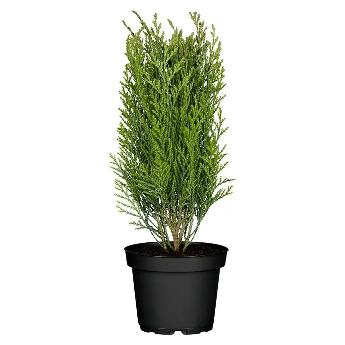 Piardino Koniferen-Mix - Sortenabhängig, Topfgröße: 9 cm - Ein Miniatur-Lebensbaum im Topf, ein grüner Farbtupfer für jeden Raum oder Garten. Ideal für kleine Flächen und als Dekoration.
