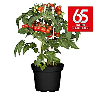 Piardino Tomate (Solanum lycopersicum, 15 cm, Erntezeit: Juli)
