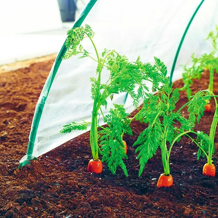 Nortene Film transparente Climafilm - Transparente, L x Al: 2 x 5 m - Primer plano de jóvenes plantas de zanahoria que crecen en el suelo bajo un mini invernadero transparente.