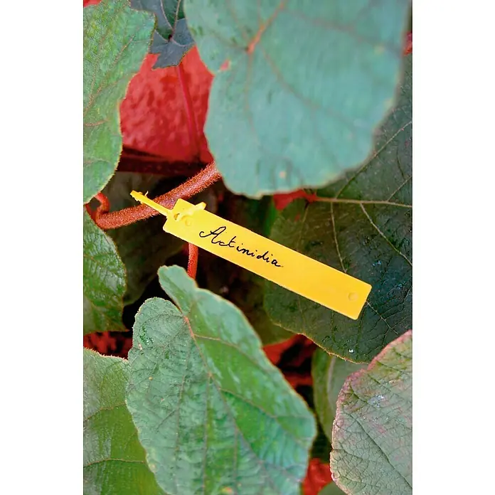Nortene Etiqueta para plantas + Rotulador - 40 ud., Amarillo - Primer plano de una etiqueta de planta Actinidia entre hojas.