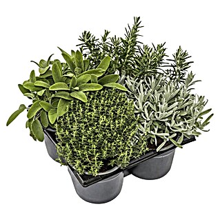 Piardino Kräuterpflanzen-Mix Mediterran (4 Stk., verschiedene Sorten, Topfgröße: 12 cm)