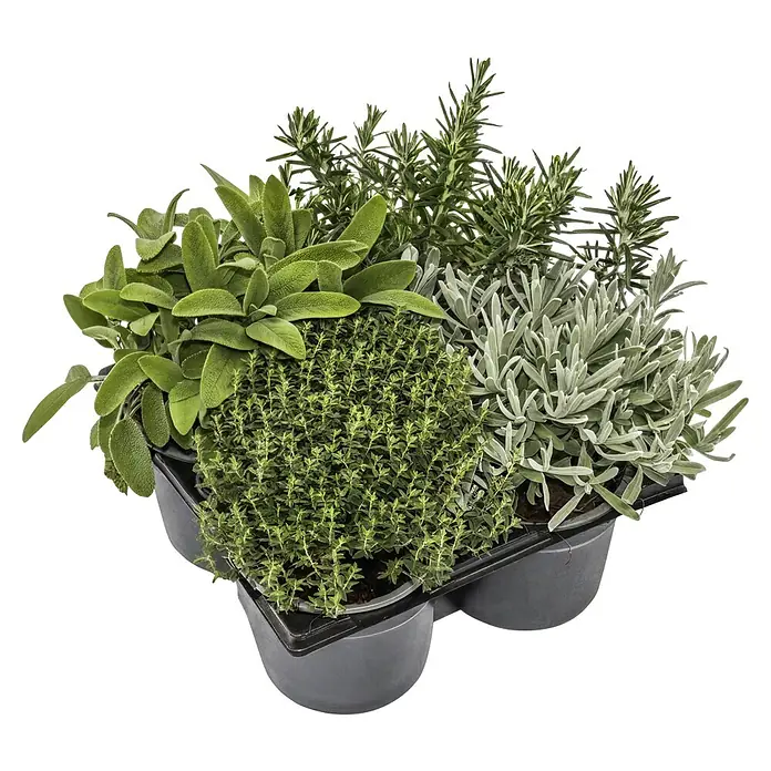 Piardino Kräuterpflanzen-Mix Mediterran - 4 Stk., verschiedene Sorten, Topfgröße: 12 cm - Nahaufnahme einer Kräuterauswahl in Töpfen, darunter Salbei, Thymian, Rosmarin und Lavendel, ideal für den Kräutergarten.