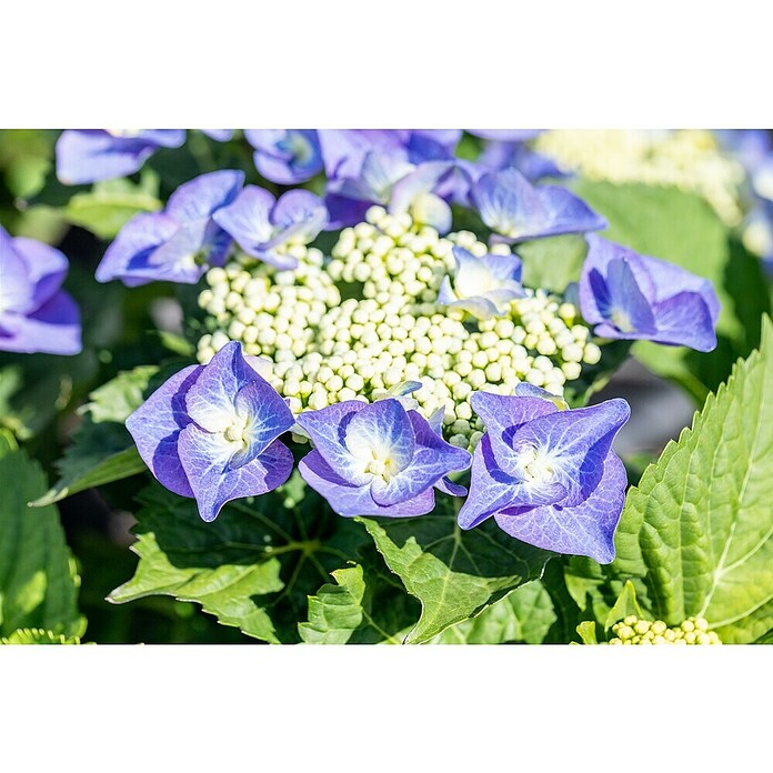 Piardino Hortensie