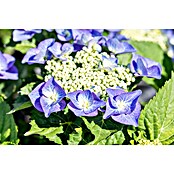 Piardino Hortensie