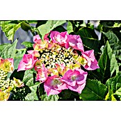 Piardino Hortensie