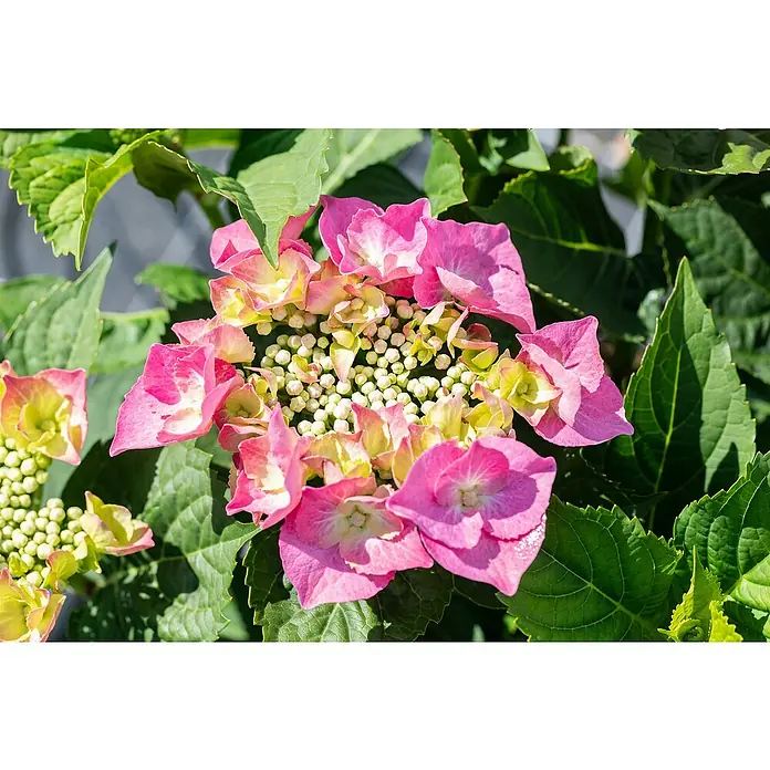 Piardino Hortensie - Hydrangea macrophylla, Topfgröße: 21 cm, verschiedene Farben - Nahaufnahme einer Hortensienblüte mit rosa Blütenblättern und grünen Blättern, die die Schönheit und Zartheit der Natur zeigt.