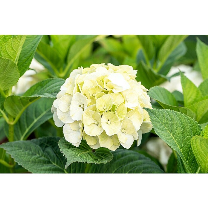 Piardino Hortensie