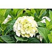 Piardino Hortensie