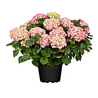 Piardino Hortensie (Hydrangea macrophylla, Topfgröße: 21 cm, verschiedene Farben)