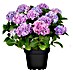 Piardino Bauernhortensie Indoor 