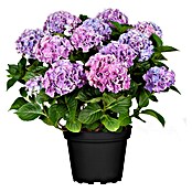 Hydrangea macrophylla 14 Early Blue 5 bi