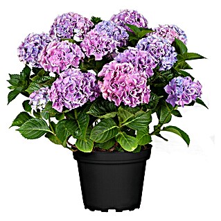 Piardino Bauernhortensie Indoor (Hydrangea macrophylla 'Ningbo', Topfgröße: 14 cm, Blauviolett)