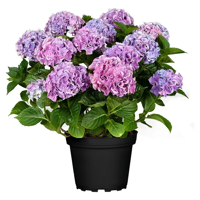 Piardino Bauernhortensie Indoor - Hydrangea macrophylla 'Ningbo', Topfgröße: 14 cm, Blauviolett - Eine wunderschöne lila-rosa Hortensie in einem schwarzen Topf, ideal für Garten oder Zimmer. Die Pflanze blüht üppig und ist ein echter Hingucker.