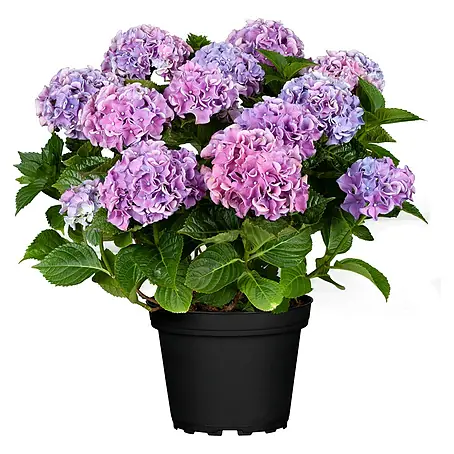 Piardino  Bauernhortensie Indoor