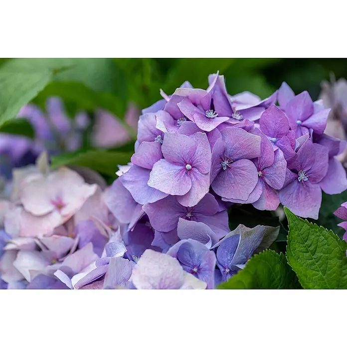 Piardino Bauernhortensie Indoor - Hydrangea macrophylla 'Ningbo', Topfgröße: 14 cm, Blauviolett - Nahaufnahme von lila Hortensienblüten mit grünen Blättern im Hintergrund. Die Blütenblätter haben zarte Farbverläufe.