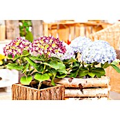 Piardino Hortensie Indoor (Hydrangea macrophylla bicolor, Topfgröße: 14 cm, Bicolor) | BAUHAUS