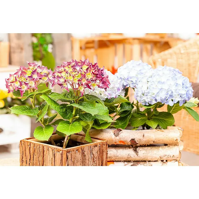 Piardino Hortensie Indoor - Hydrangea macrophylla bicolor, Topfgröße: 14 cm, Bicolor - Nahaufnahme von zwei Hydrangea-Pflanzen in Holzkisten, die eine rustikale und natürliche Dekoration für jeden Raum bieten.