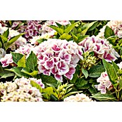 Piardino Hortensie Indoor (Hydrangea macrophylla bicolor, Topfgröße: 14 cm, Bicolor) | BAUHAUS
