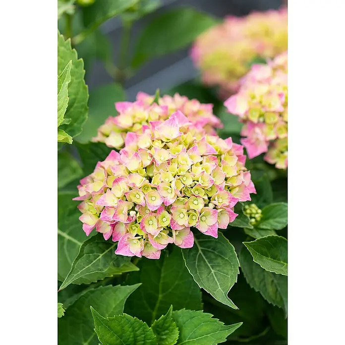 Piardino Hortensie Indoor - Hydrangea macrophylla bicolor, Topfgröße: 14 cm, Bicolor - Nahaufnahme einer rosa-gelben Hortensienblüte, umgeben von grünen Blättern.