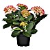 Piardino Hortensie Indoor 