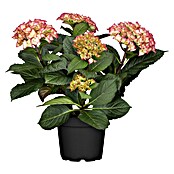 Piardino Hortensie Indoor (Hydrangea macrophylla bicolor, Topfgröße: 14 cm, Bicolor) | BAUHAUS
