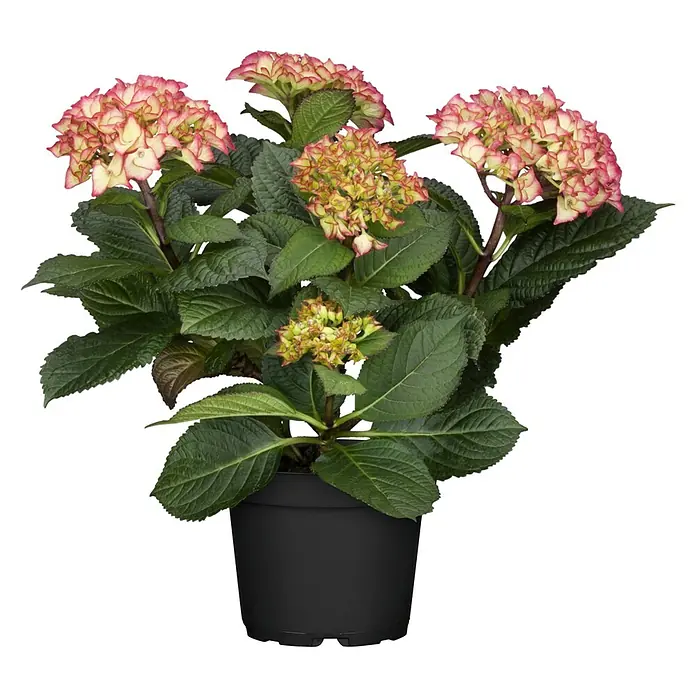 Piardino Hortensie Indoor - Hydrangea macrophylla bicolor, Topfgröße: 14 cm, Bicolor - Topf-Hortensie mit grünen Blättern und rosa-cremefarbenen Blüten in einem schwarzen Topf.