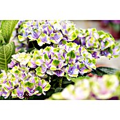 Piardino Hortensie Indoor (Hydrangea macrophylla bicolor, Topfgröße: 14 cm, Bicolor) | BAUHAUS