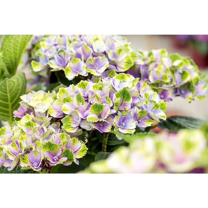 Piardino Hortensie Indoor - Hydrangea macrophylla bicolor, Topfgröße: 14 cm, Bicolor - Nahaufnahme von mehrfarbigen Hortensienblüten mit grünen und violetten Farbtönen, die eine lebendige und frische Blumenpracht zeigen.