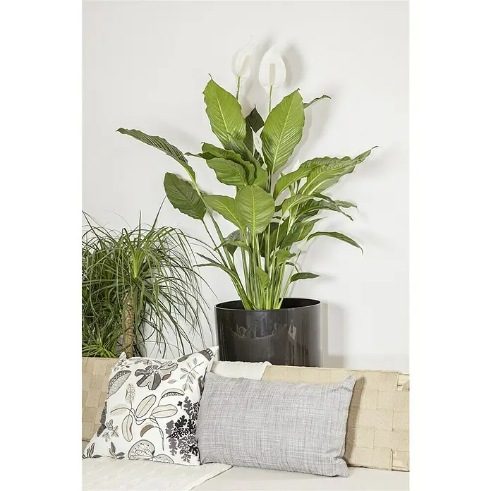 Piardino Einblatt - Spathiphyllum floribundum, Topfgröße: 24 cm - Das Foto zeigt eine elegante Zimmerpflanze mit grünen Blättern und weißen Blüten, die in einem schwarzen Topf steht. Sie wird durch Kissen ergänzt.