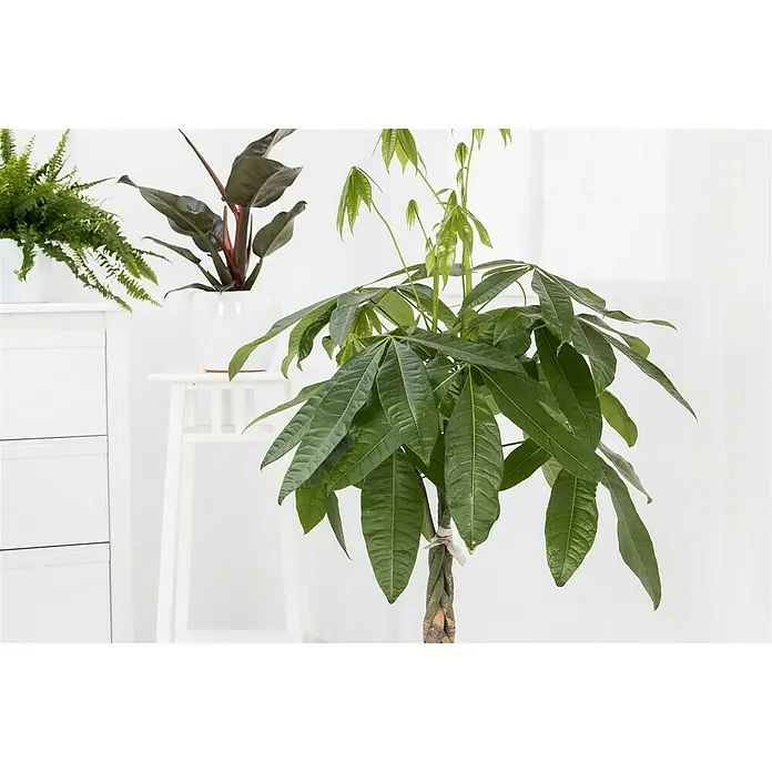 Piardino Glückskastanie - Pachira aquatica, Topfgröße: 21 cm - Zimmerpflanze Pachira Aquatica mit geflochtenem Stamm und grünen Blättern in einem hellen Raum, verleiht jedem Raum eine natürliche Note.