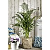 Piardino Areca (Dypsis lutescen, Tamaño de maceta: 21 cm, Verde) | BAUHAUS