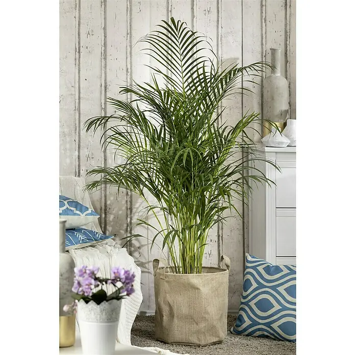 Piardino Goldfruchtpalme - Dypsis lutescens, Topfgröße: 21 cm, Blattfarbe: Grün - Ein üppiger Grünpflanze in einem Jutesack mit Griffen, der eine gemütliche und natürliche Atmosphäre in den Raum bringt.