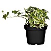 Efeu (Hedera helix 'Goldchild', Topfgröße: 5 l) | BAUHAUS