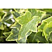 Efeu (Hedera helix 'Goldchild', Topfgröße: 5 l) | BAUHAUS