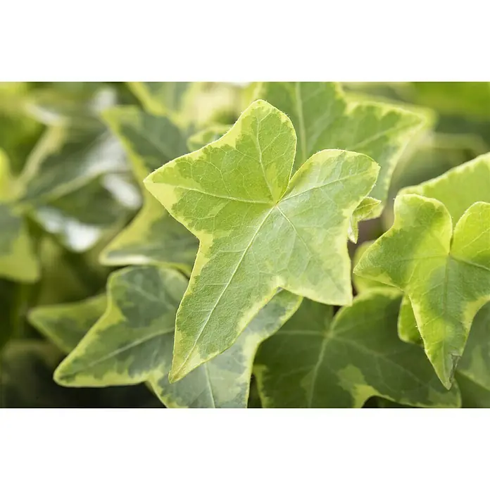 Piardino Efeu - Hedera helix, Topfgröße: 13 cm, Gelb/Grün - Nahaufnahme von grün-gelbem Efeu mit fünflappigen Blättern, die eine dekorative und natürliche Note bieten.