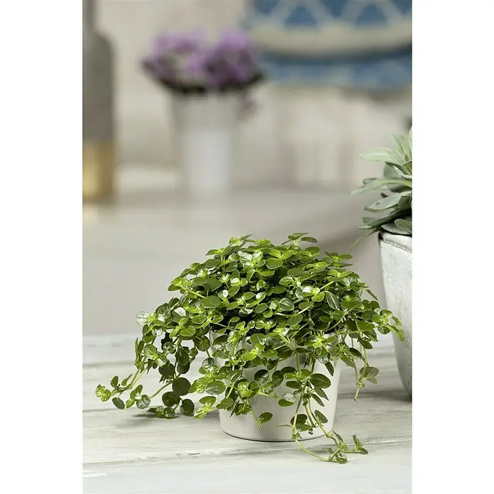 Piardino Pilea - Pilea depressa, Tamaño de maceta: 12 cm, Color de la hoja: Verde - Primer plano de una planta de interior con hojas pequeñas y redondas en una maceta blanca. La planta es densa y exuberante, ideal para lugares luminosos.