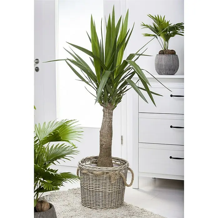 Piardino PalmlilieYucca elephantipes Maya Tree, Topfgröße: 21 cm - Zimmerpflanze: Eine Yucca-Palme in einem gewebten Korb, daneben ein weißes Sideboard und eine weitere Zimmerpflanze, die eine gemütliche Atmosphäre schafft.